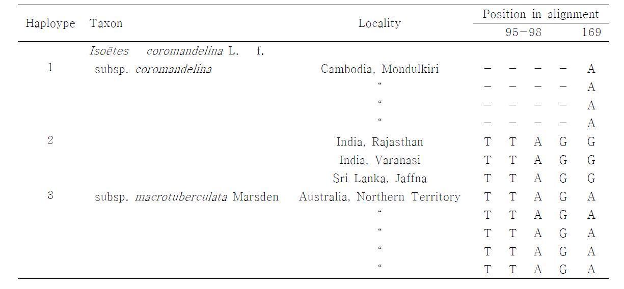 Variation of chloroplast trnL intron sequences within the species, Isoëtes coromandelina L. f. Sequences grouped from 12 individuals into three haplotypes according to an insertion/deletion and a substitution; each type was region specific