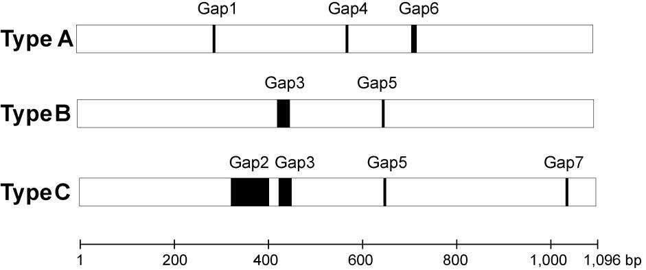 Representation of the three types of second intron of LEAFY from Isoëtes dixitei Shende. The three types were determined based on sequence similarities and shared gaps. The Gaps 1--7 indicate insertions/deletions shared by sequences within each type. Gaps 3 and 5 are identical in both types B and C. Scale represents position at multiple alignments (Jung et al. 2013b submitted).