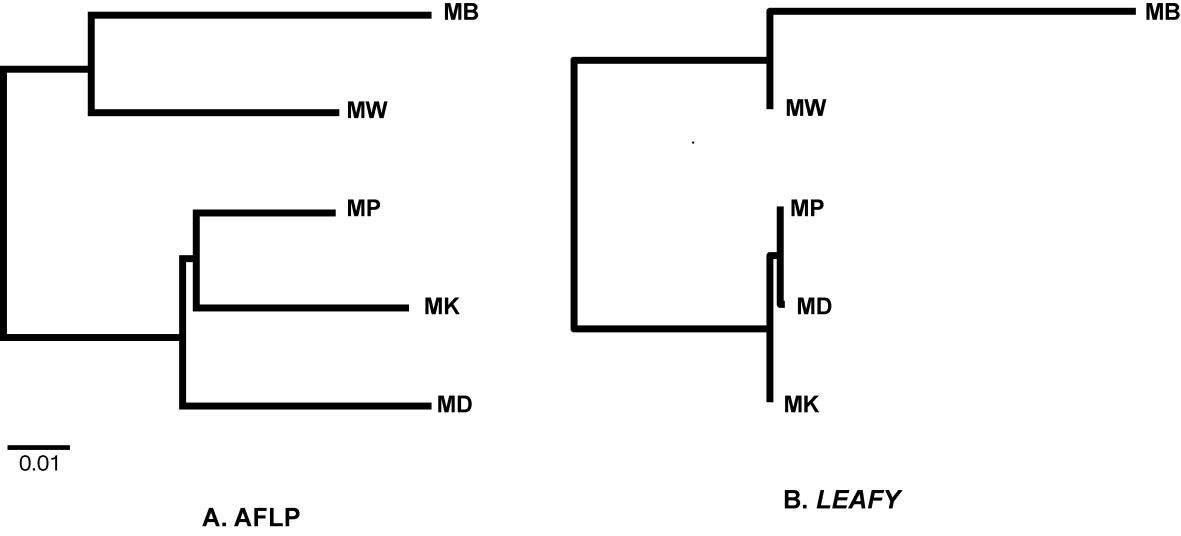 Genetic relationships among five populations of Isoëtes dixitei Shende. A. Neighbor joining dendrogram based on genetic distance (ΦST) using AFLP markers. B. Neighbor joining dendrogram based on genetic distance (ΦST) using the second intron of LEAFY(Jung et al. 2013b submitted).