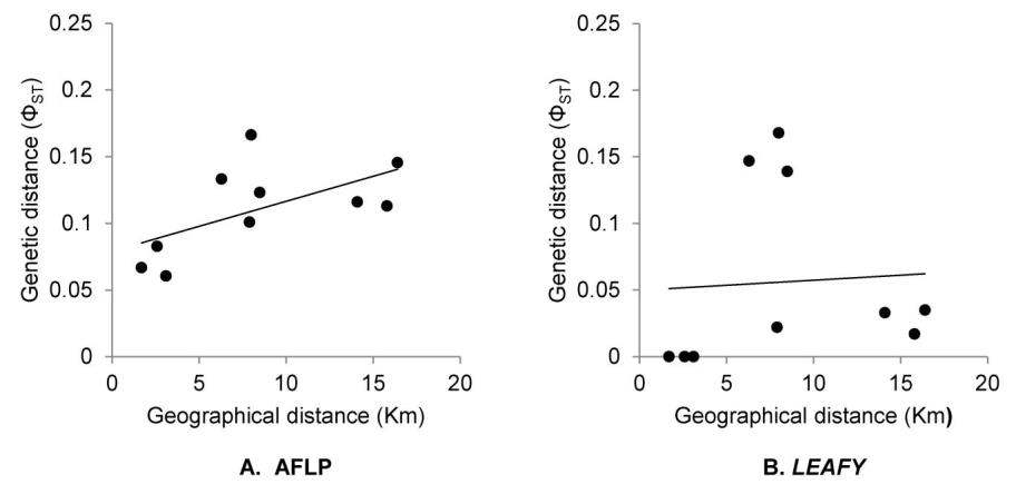Correlations between genetic distances and geographical distances among five populations of Isoëtes dixitei Shende. A. Scatterplot of genetic distances (ΦSTbased on AFLP markers) against geographical distances (km), with significant correlation (r = 0.598, P = 0.062) by Mantel test. B. Scatterplot of genetic distances (ΦSTbased on the second intron of LEAFY) against geographical distances (km), with weak correlation (r = 0.142, P = 0.280) by Mantel test (Jung et al. 2013b submitted).