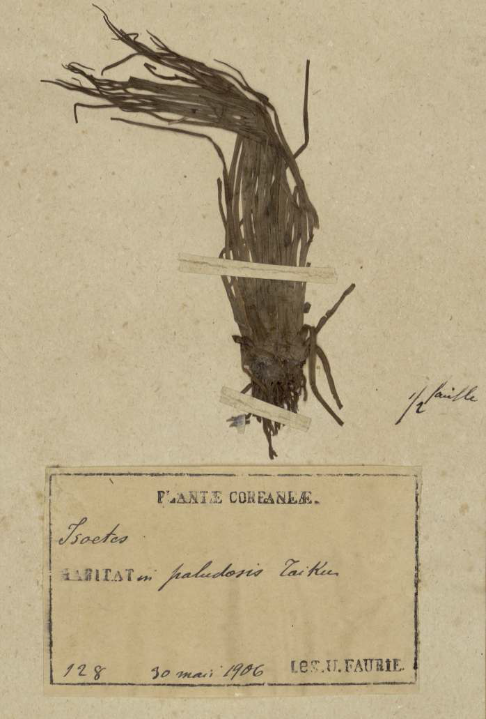 Specimen of Isoetes coreana Chung and Choi collected from Daegu, South Korea by U. Faurie in 1906 (U. Faurie 128, P).