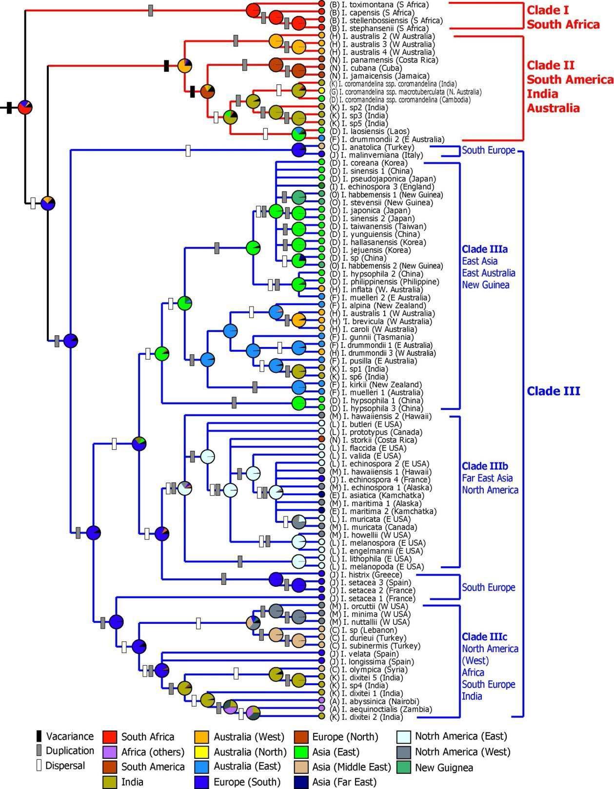 Reconstruction of historical biogeography of Isoëtes. Maximum likelihood tree was generated using 91 nuclear ribosomal ITS sequences (-lnL=6368.7). Ancestral states and patterns of distribution were estimated by Bayesian binary method of DIVA (dispersal-vicariance analysis) algorithm. Bar and pie graph on each node indicate distribution pattern and probability of ancestral state, respectively (unpublished data).