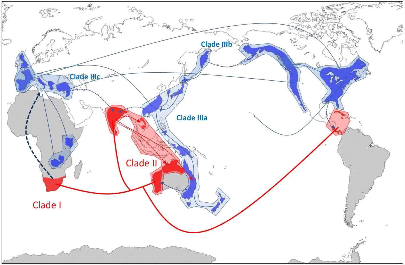 Hypothesis of distribution pattern of Isoëtes based on molecular phylogeny (Fig. 3). Grey regions represent continents splitted from the large continent Gondwana. Red color indicates clade and distribution area of which species diverged by vicariance. Blue color indicates clade and distribution area of which species diverged by dispersal. Solid line represent molecular phylogenetic relationships between species and/or clades. Inference of dispersal to other continent is represented dotted line with arrow head. This map of hypotheses was constructed based on unpublished data and previous studies (Hoot et al. 2006; Kim et al. 2009b, 2010b)