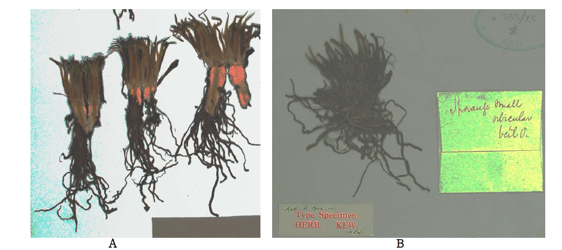 Examples of Isoetes species from Gondwana continents. A. I. aBndicola (Amstutz) L.D. Gómez from Peru, South America (Saunders 1154, K). B. I. gunnii A. Braun from South Australia (Gunn. 1563, K)