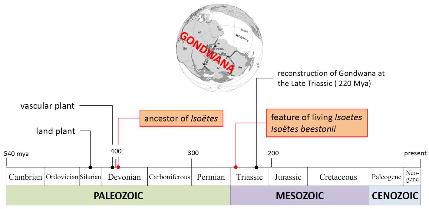 Representation of origin of genus Isoëtes. First ancestor of Isoëtes had occurred in Devonian (400 mya) and had present feature in Triassic (250 mya) (Kenrick and Crane 1997; Retallack 1997). In Triassic, present continents were not splitted from Gondwana (small map; Chatterjee et al. 2013). Geographical time scale referred to Walker and Geissman (2009).