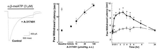 A-317491의 신경병증성 통증 억제효과