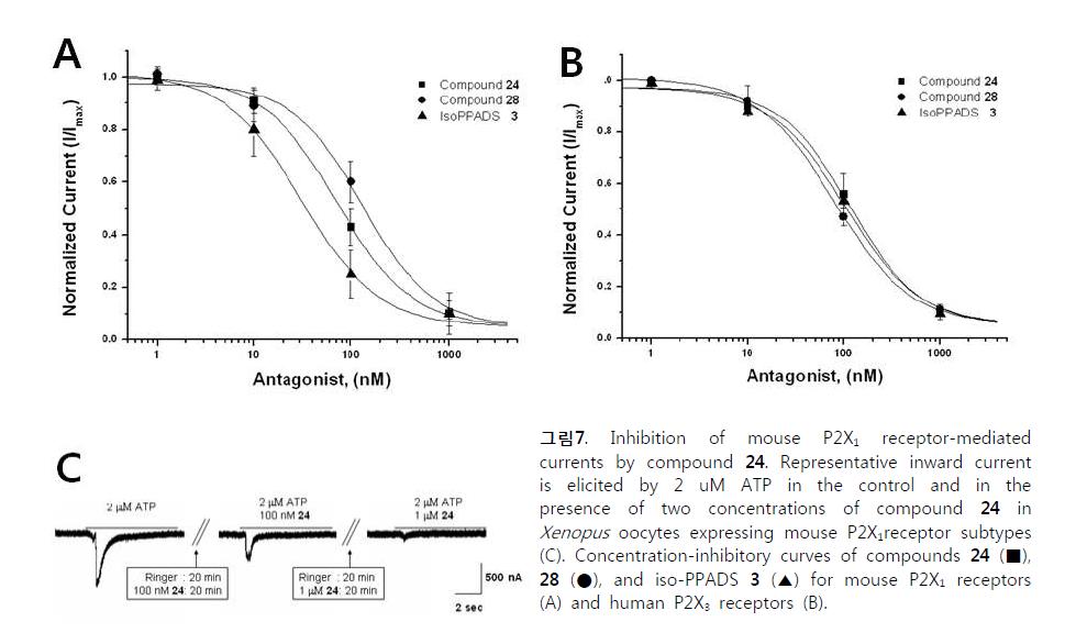 Inhibition of mouse P2X1 receptor-mediated currents by compound 24. Representative inward current is elicited by 2 uM ATP in the control and in the presence of two concentrations of compound 24 in Xenopus oocytes expressing mouse P2X1receptor subtypes (C). Concentration-inhibitory curves of compounds 24 (■), 28 (●), and iso-PPADS 3 (▲) for mouse P2X1 receptors (A) and human P2X3 receptors (B).