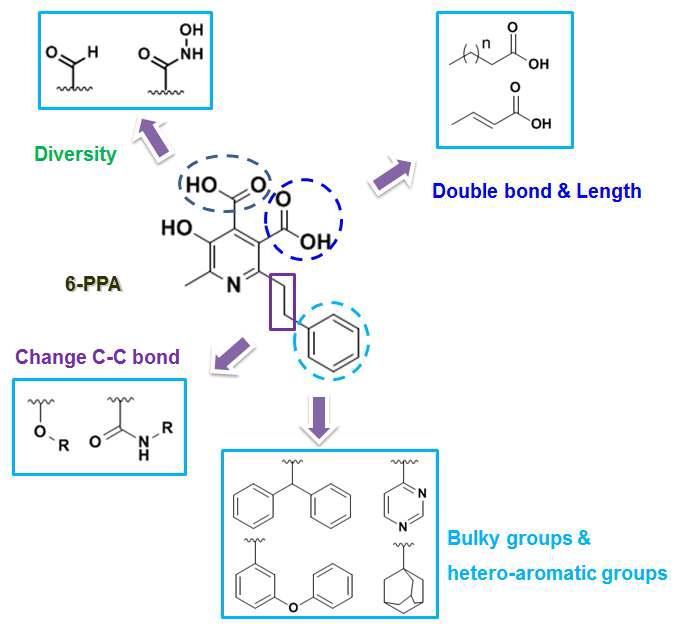 6-PPA 유도체의 최적화 연구
