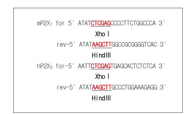 mP2X1과 hP2X3의 primer