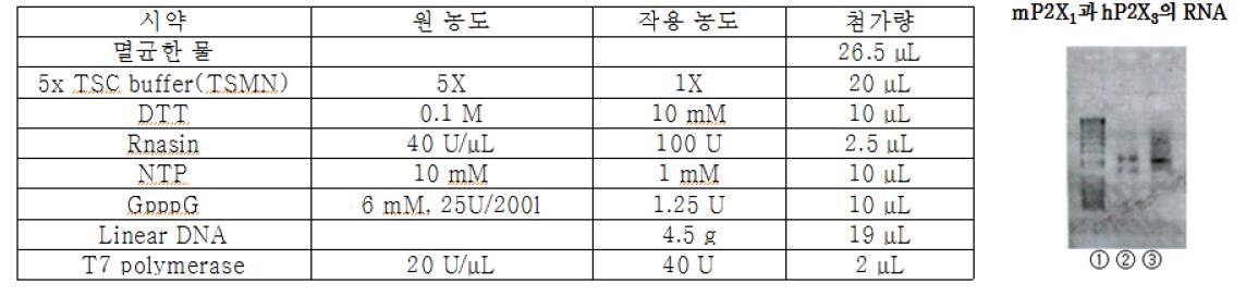 in vitro transcription 조성 테이블 및 P2X RNA ① 1Kb+ladder ② mP2X1의 RNA ③ hP2X3의 RNA