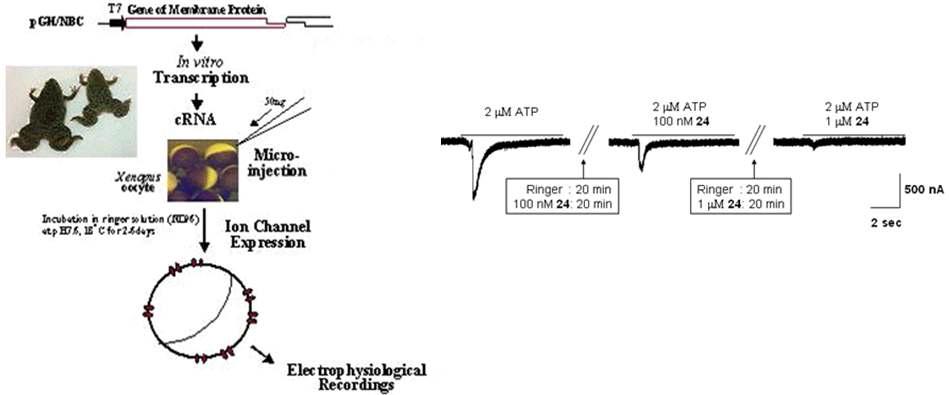 약물의 활성 테스트 위한 Two-electrodevoltage clam passay system