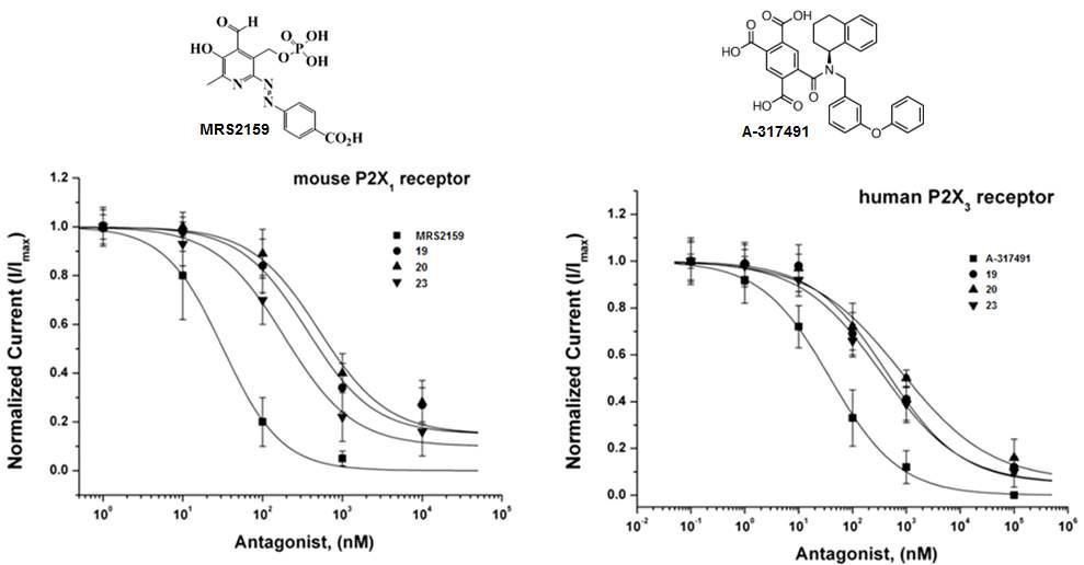 3,4-dicarboxypyridine 유도체들의 활성