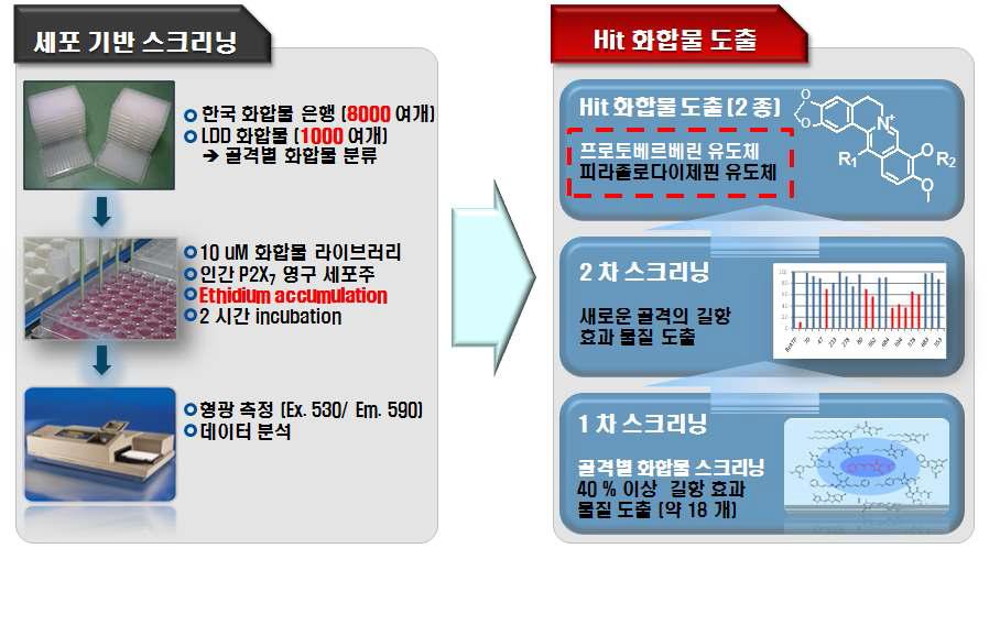 세포 기반 스크리닝을 통한 HIT 화합물 도출 과정