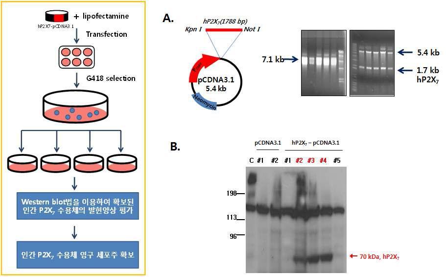 인간 P2X7 영구 세포주(Permanent cell lines) 구축. A. 야생형 hP2X7 수용체 유전자를 영구발현 시킬 수 있 는 세포주의 확보를 위해 구축한 발현체에 대한 그림. B. 확보된 hP2X7 영구세포주의 발현양상. C: 감염시키지 않은 야생형 HEK293 세포, pCDNA3.1 #1, #2: hP2X7이 들어있지 않은 벡터만을 감염시켜준 세포 적색: hP2X7이 정상적으 로 발현되어 70 kDa의 크기를 확인할 수 있는 세포