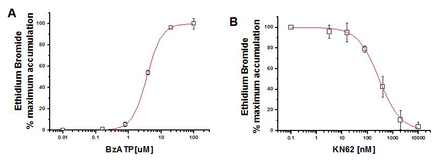 Effects of BzATP and KN62 in hP2X7-expressing HEK 293 cells. BzATP concentration-response curves in ethidium bromide accumulation in HEK293 cells expressing the human recombinant P2X7 receptor. (EC 50 = 3.67 μM) (B) Effect of KN62 on BzATP(4 uM)-stimulated increases in ethidium fluorescence in HEK293 cells expressing the human recombinant P2X7 receptor.(KN-62: IC 50 = 289 nM)