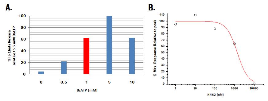 LPS/IFNγ 분화된 인간 THP-1 세포에서 KN62의 BzATP의 자극에 의한 IL-1β 방출 억제 효과