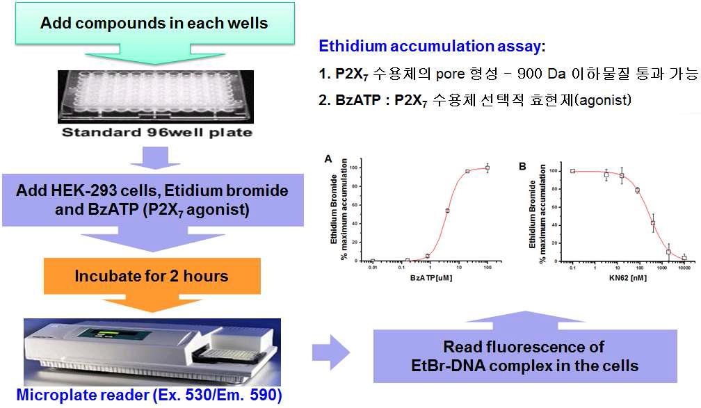 에티디움 축적 측정 assay