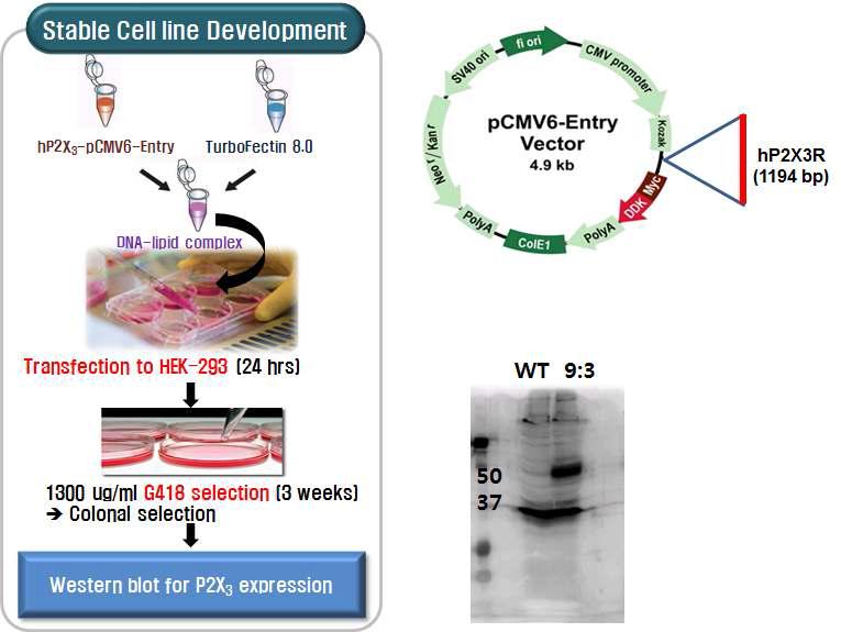 hP2X3 수용체 stable cell-line 구축 procedure 및 transient expression