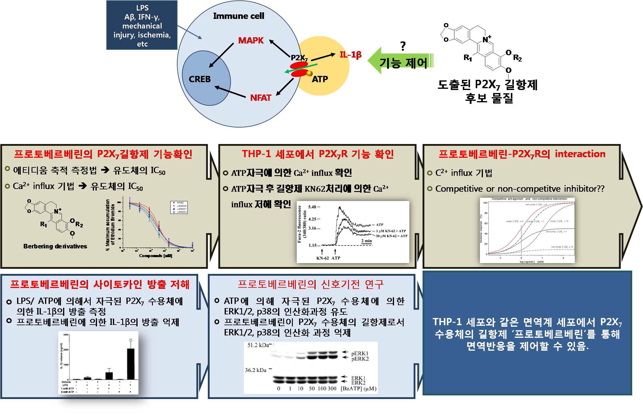 기 도출된 프로토베르베린 유도체의 in vitro 분자 약리학적 효능 평가