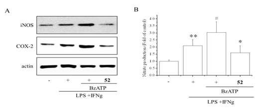 LPS/IFNϓ 에 의해 분화된 인간 THP-1 세포에서 iNOS 및 COX-2 발현 억제 효과