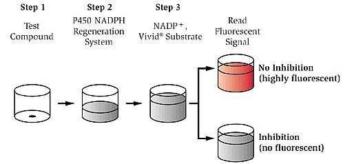 Three-step CYP450 screening protocol