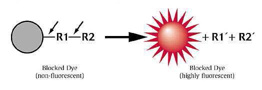 Schematic of the metabolism of the “blocked” dye substrate into a fluorescent metabolite