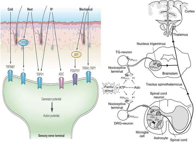 P2X3수용체의 발현양상 및 통증의 전달경로