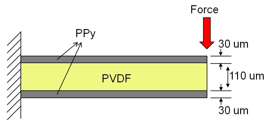 Schematic diagram of a PPy and PVDF cantilevered structure