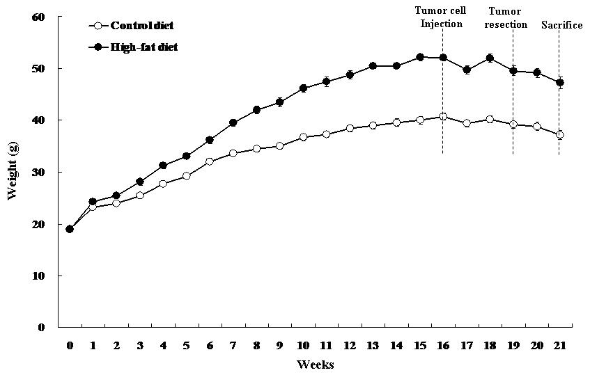 B16-F10 allograft model에서 고지방식이의 공급은 C57BL/6 마우스의 체중을 증가시킴.
