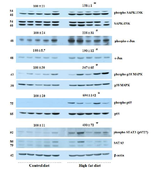 B16-F10 allograft model에서 고지방식이의 공급은 다양한 전사인자를 활성화시킴.