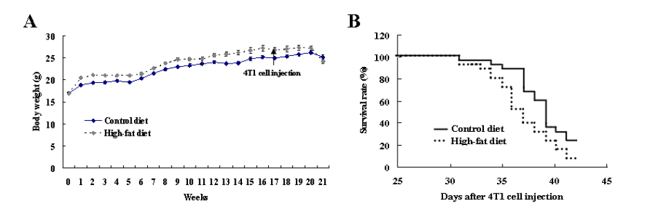 4T1 orthotopic model에서 고지방식이 (60 kcal% fat)가 체중 및 마우스 생존율에 미치는 영향.