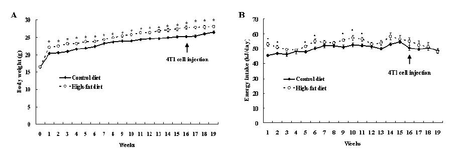 4T1 orthotopic model에서 고지방식이 (60 kcal% fat)가 체중 및 에너지 섭취량에 미치는 영향.