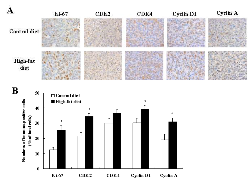 4T1 orthotopic model에서 고지방식이 (60 kcal% fat)가 세포주기 관련 단백질 수준 변화에 미치는 영향