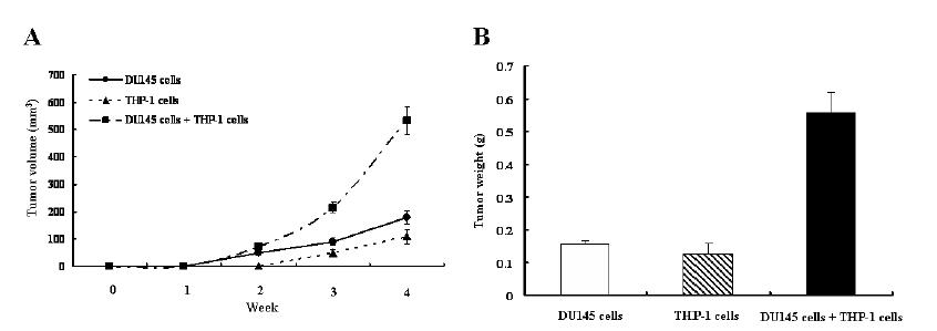 BALB/c nude 마우스에 DU145 전립선암 세포와 THP-1 monocyte를 같이 주입 후의 종양의 변화.