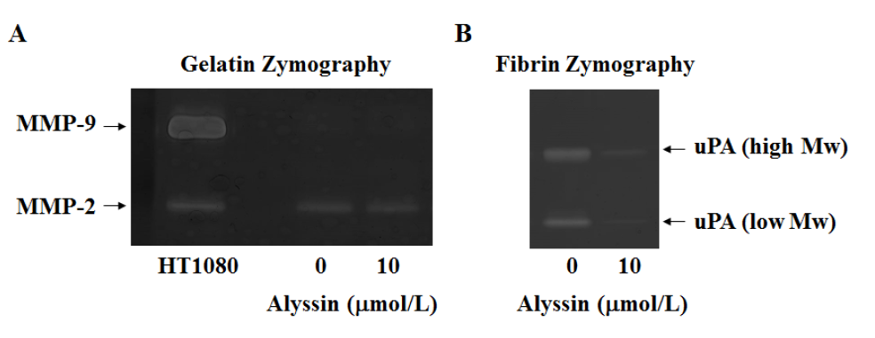 Alyssin이 B16-F10 세포의 MMPs 및 uPA 활성에 미치는 영향.