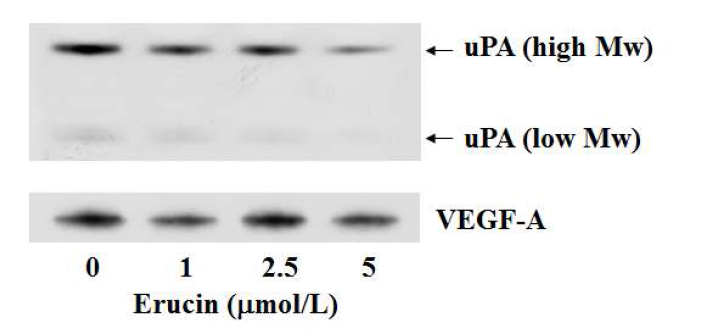 Erucin이 MDA-MB-231 세포의 uPA 및 VEGF-A 분비에 미치는 영향