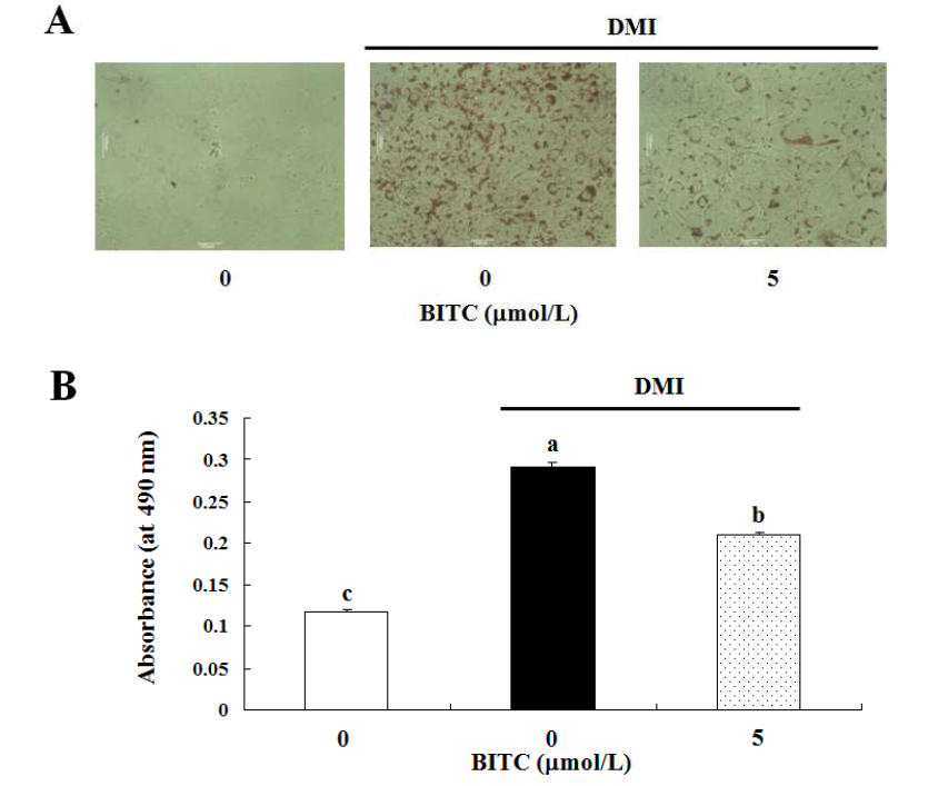 3T3-L1 세포에서 BITC가 지방 축적에 미치는 영향