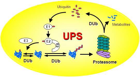 그림 5. Ubiquitin-Proteasome System