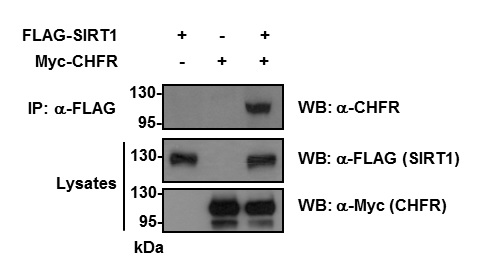 그림 6. 세포 내에서의 CHFR과 SIRT1 상호결합 확인