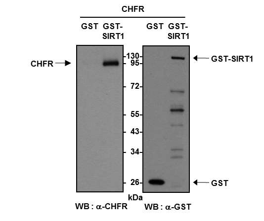 그림 7. CHFR과 SIRT1의 직접적인 상호결합 확인