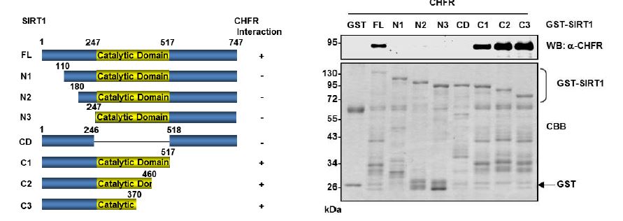 그림 8. SIRT1의 N-terminus 1~110 amino acids와 catalytic domain 246~370 amino acids를 통한 CHFR과의 binding 확인