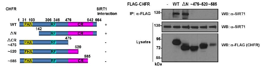 그림 9. CHFR의 CR region을 통한 SIRT1과의 binding 확인