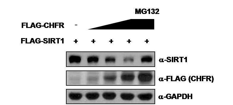 그림 10. CHFR에 의한 SIRT1의 단백질 수준 조절