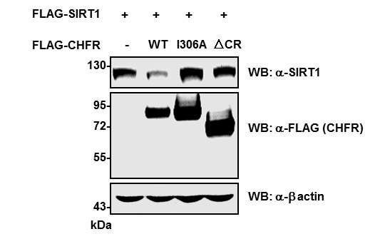 그림 11. CHFR mutant들을 이용하여 CHFR의 SIRT1 단백질 수준 조절 확인