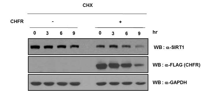 그림 12. Cycloheximide를 이용하여 CHFR의 SIRT1 level조절 확인