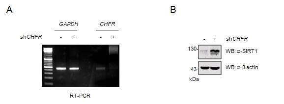 그림 13. A. RT-PCR을 통한 CHFR mRNA 수준 감소 확인B. shCHFR transfection에 따른 SIRT1 단백질 수준 변화 측정