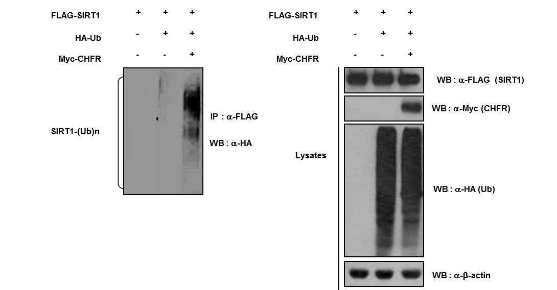 그림 14. In vivo ubiquitination을 통한 CHFR의 SIRT1에 대한 ubiquitination 활성 확인