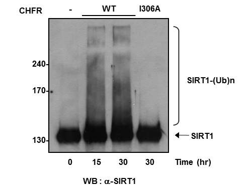 그림 15. In vitro ubiquitination assay를 통한 CHFR의 SIRT1 ubiquitination활성 확인