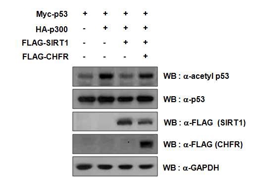 그림 16. CHFR의 발현에 따른 SIRT1 기능 변화를 p53 acetylation level 변화를 통하여 측정