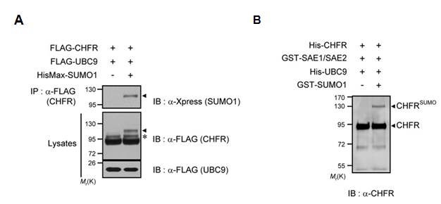 그림 17. A. CHFR에 대한 in vivo sumoylation assayB. CHFR에 대한 in vitro sumoylation assay